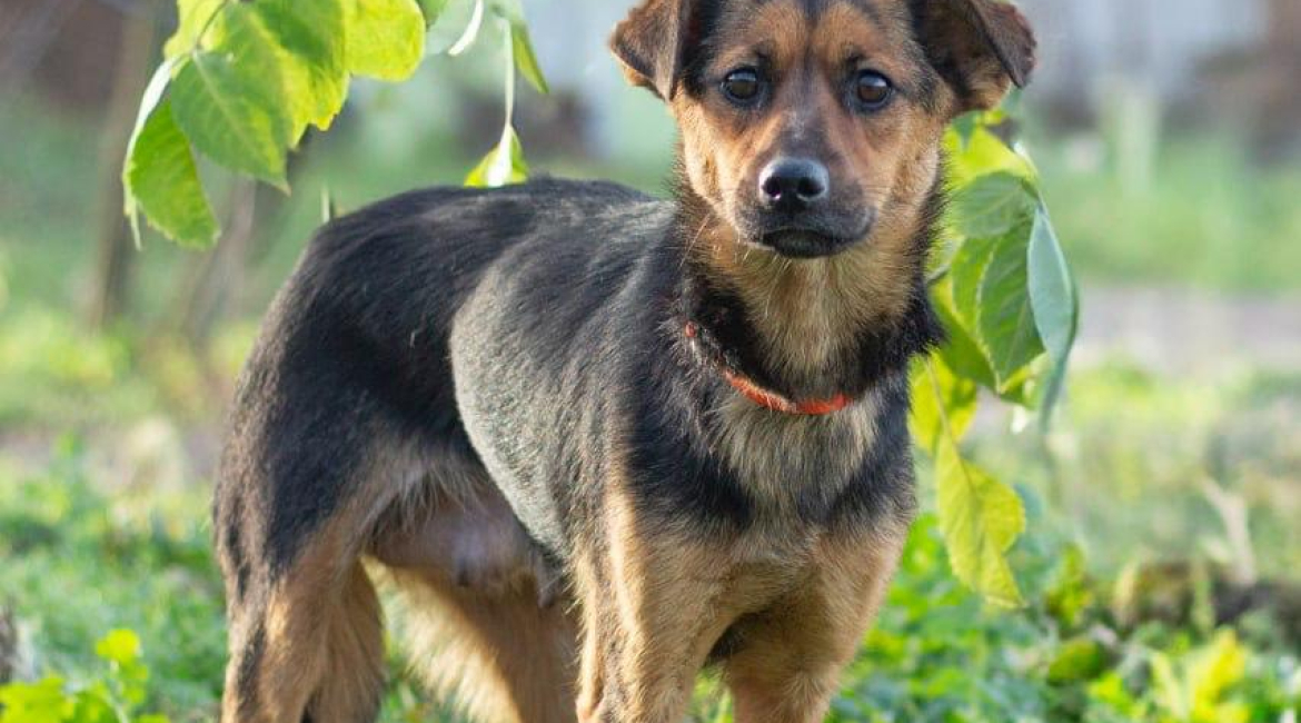 Chiens à adopter